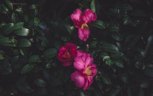 Preview wallpaper wild roses, bush, petals