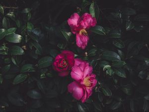 Preview wallpaper wild roses, bush, petals
