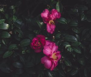 Preview wallpaper wild roses, bush, petals