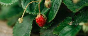 Preview wallpaper wild strawberries, berry, leaves, grass, macro