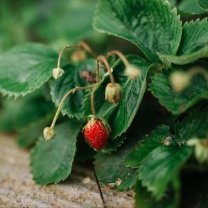 Preview wallpaper wild strawberries, berry, leaves, grass, macro