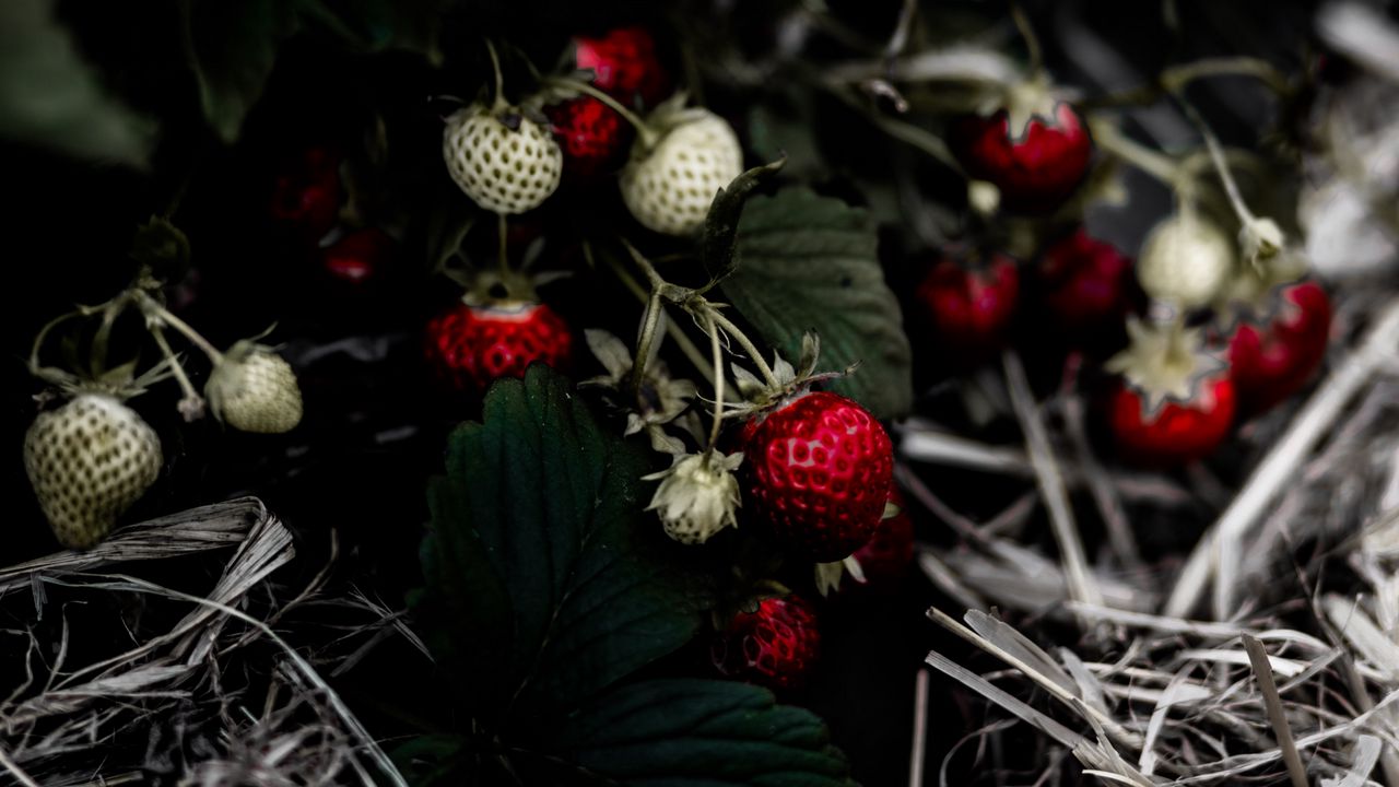 Wallpaper wild strawberries, berry, leaves, macro