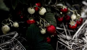 Preview wallpaper wild strawberries, berry, leaves, macro