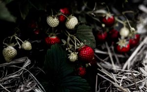 Preview wallpaper wild strawberries, berry, leaves, macro