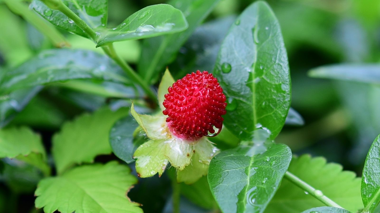 Download wallpaper 1600x900 wild strawberry, berry, leaves, rain, drops ...