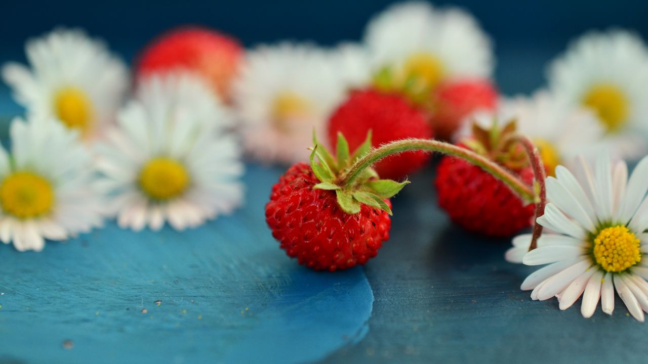 Wallpaper wild strawberry, chamomile, berries