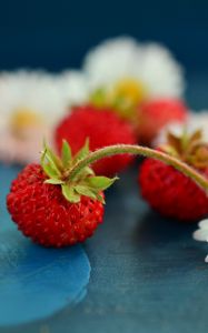 Preview wallpaper wild strawberry, chamomile, berries