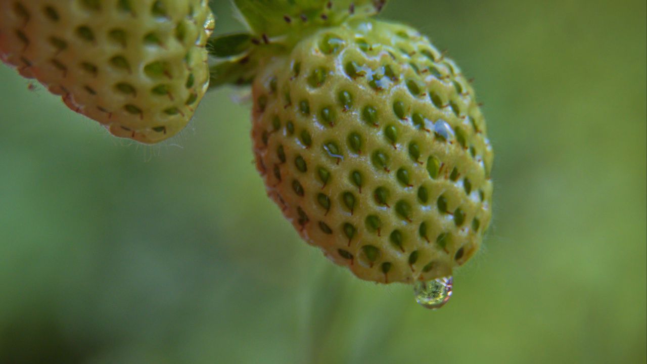 Wallpaper wild strawberry, drop, berry, macro, green