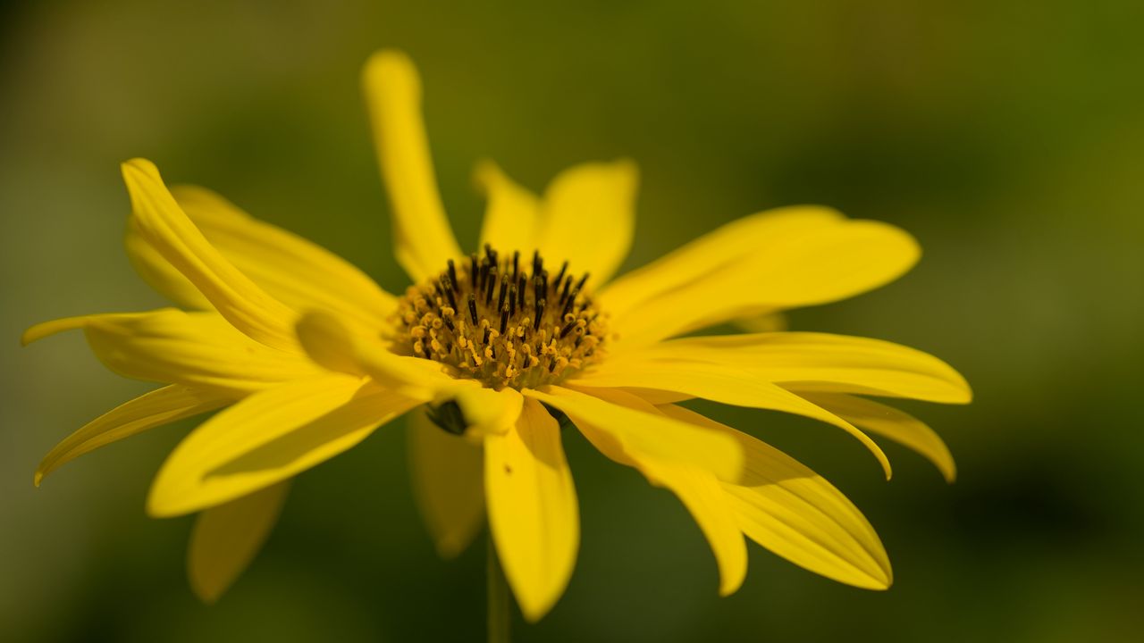 Wallpaper wild sunflower, flower, petals, macro, yellow, blur