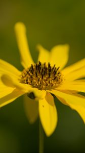 Preview wallpaper wild sunflower, flower, petals, macro, yellow, blur