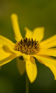 Preview wallpaper wild sunflower, flower, petals, macro, yellow, blur