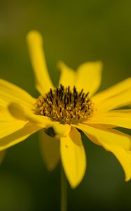 Preview wallpaper wild sunflower, flower, petals, macro, yellow, blur