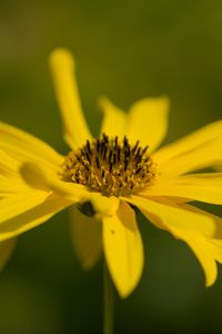 Preview wallpaper wild sunflower, flower, petals, macro, yellow, blur