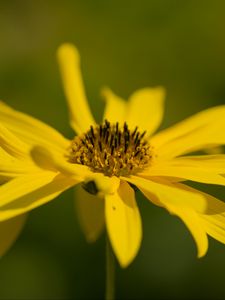 Preview wallpaper wild sunflower, flower, petals, macro, yellow, blur