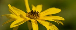 Preview wallpaper wild sunflower, flower, petals, macro, yellow, blur