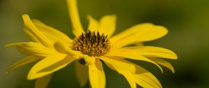 Preview wallpaper wild sunflower, flower, petals, macro, yellow, blur
