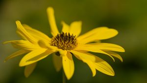 Preview wallpaper wild sunflower, flower, petals, macro, yellow, blur