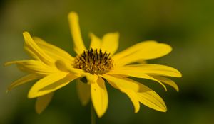 Preview wallpaper wild sunflower, flower, petals, macro, yellow, blur