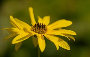 Preview wallpaper wild sunflower, flower, petals, macro, yellow, blur