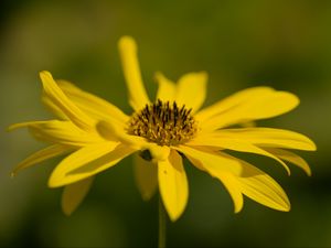 Preview wallpaper wild sunflower, flower, petals, macro, yellow, blur