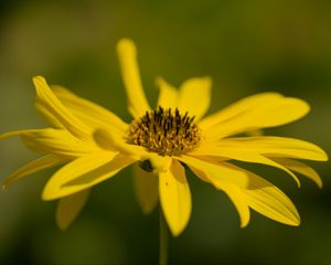 Preview wallpaper wild sunflower, flower, petals, macro, yellow, blur