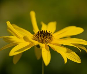 Preview wallpaper wild sunflower, flower, petals, macro, yellow, blur