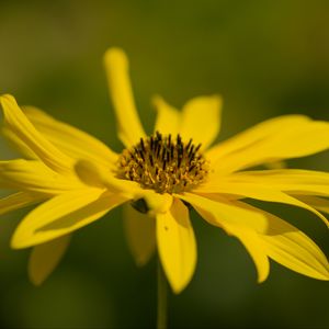 Preview wallpaper wild sunflower, flower, petals, macro, yellow, blur