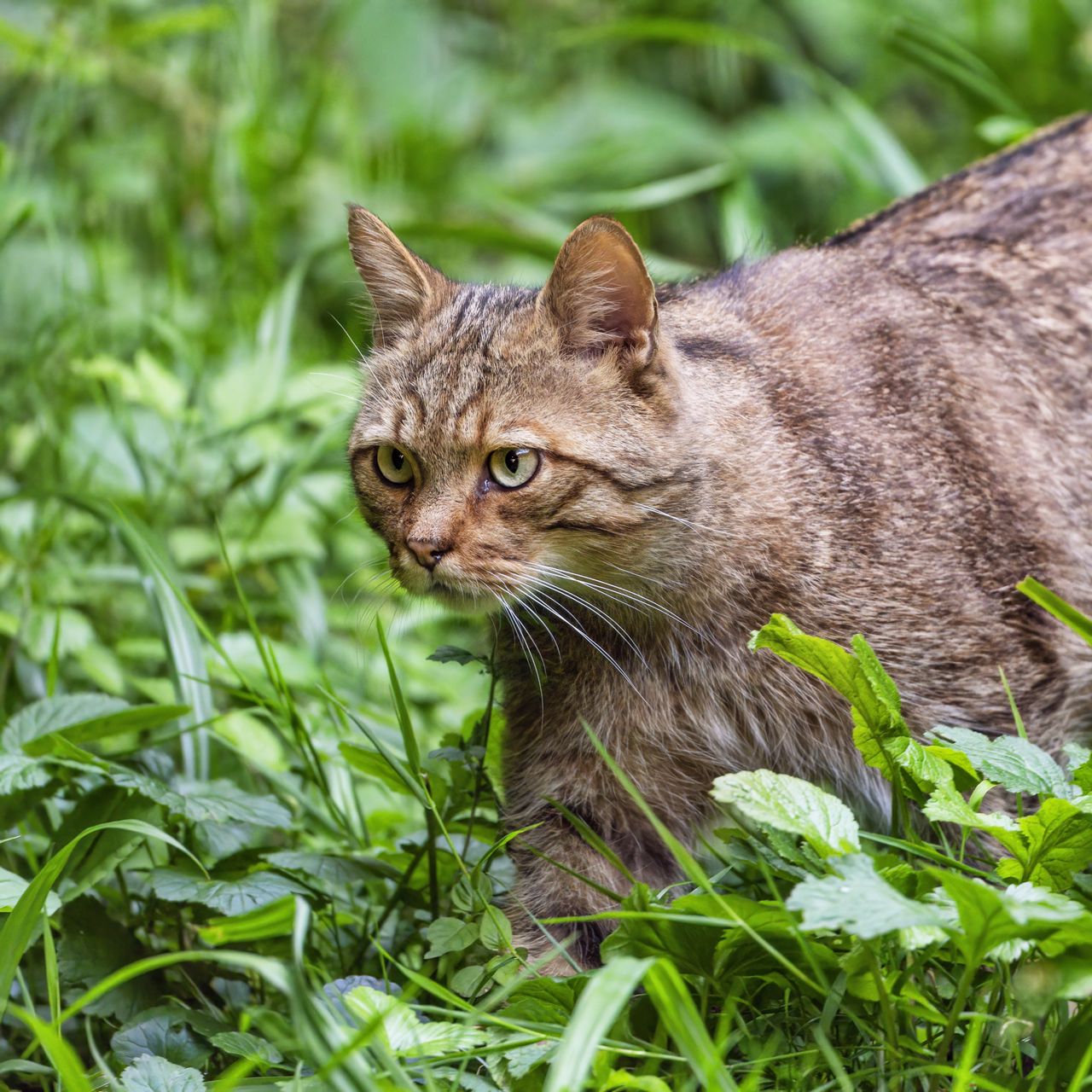 1280x1280 Wallpaper wildcat, grass, animal, wildlife, greenery
