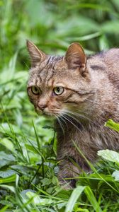Preview wallpaper wildcat, grass, animal, wildlife, greenery