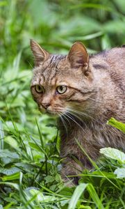 Preview wallpaper wildcat, grass, animal, wildlife, greenery