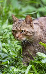 Preview wallpaper wildcat, grass, animal, wildlife, greenery