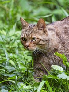 Preview wallpaper wildcat, grass, animal, wildlife, greenery