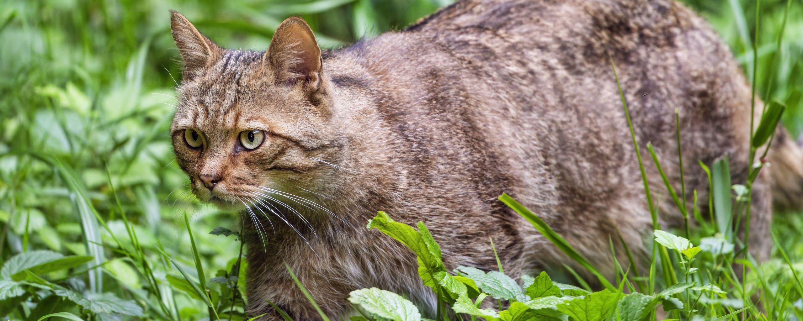 2560x1024 Wallpaper wildcat, grass, animal, wildlife, greenery