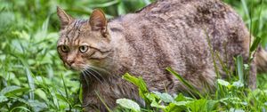 Preview wallpaper wildcat, grass, animal, wildlife, greenery