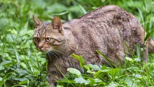 Preview wallpaper wildcat, grass, animal, wildlife, greenery