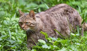 Preview wallpaper wildcat, grass, animal, wildlife, greenery