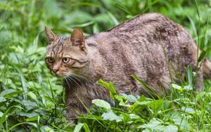 Preview wallpaper wildcat, grass, animal, wildlife, greenery