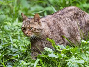 Preview wallpaper wildcat, grass, animal, wildlife, greenery