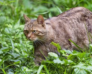 Preview wallpaper wildcat, grass, animal, wildlife, greenery