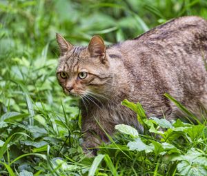 Preview wallpaper wildcat, grass, animal, wildlife, greenery
