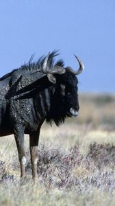 Preview wallpaper wildebeest, grass, horn