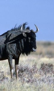 Preview wallpaper wildebeest, grass, horn