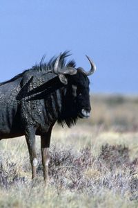 Preview wallpaper wildebeest, grass, horn