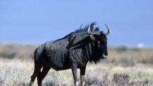 Preview wallpaper wildebeest, grass, horn