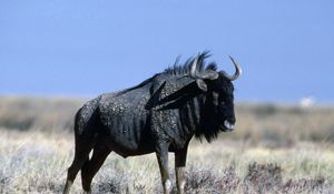 Preview wallpaper wildebeest, grass, horn