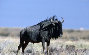 Preview wallpaper wildebeest, grass, horn