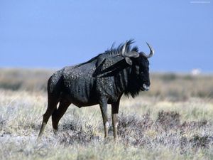 Preview wallpaper wildebeest, grass, horn