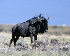 Preview wallpaper wildebeest, grass, horn