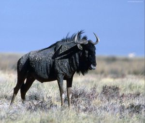 Preview wallpaper wildebeest, grass, horn