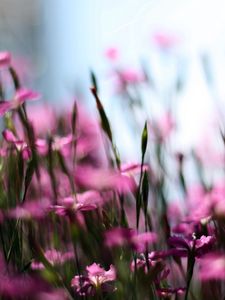 Preview wallpaper wildflowers, blur, field